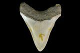 3.35" Fossil Megalodon Tooth - North Carolina - #129954-2
